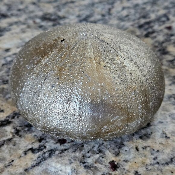 REGINA ANDREW SILVER SEA URCHIN COASTAL BEACH VASE FILLER HOME TABLE DECOR - Picture 5 of 6